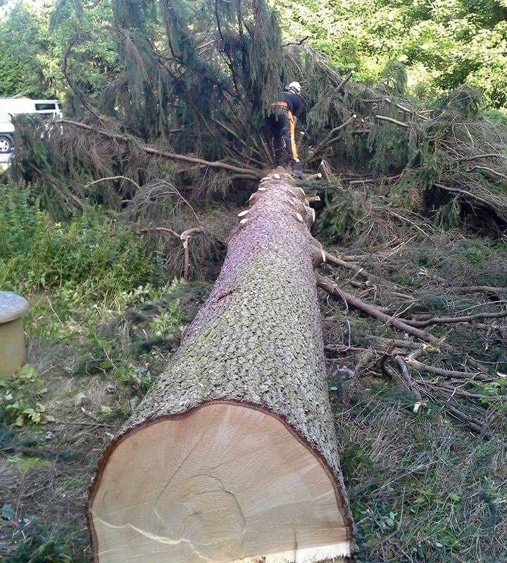 trädfällning Trädfällning