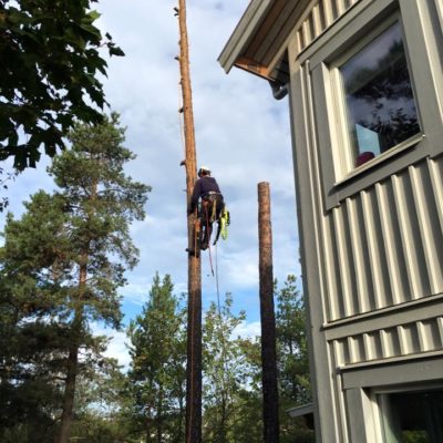 arborist