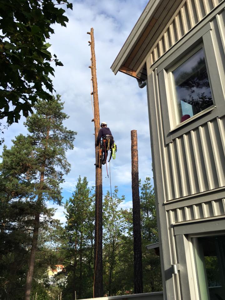 arborist