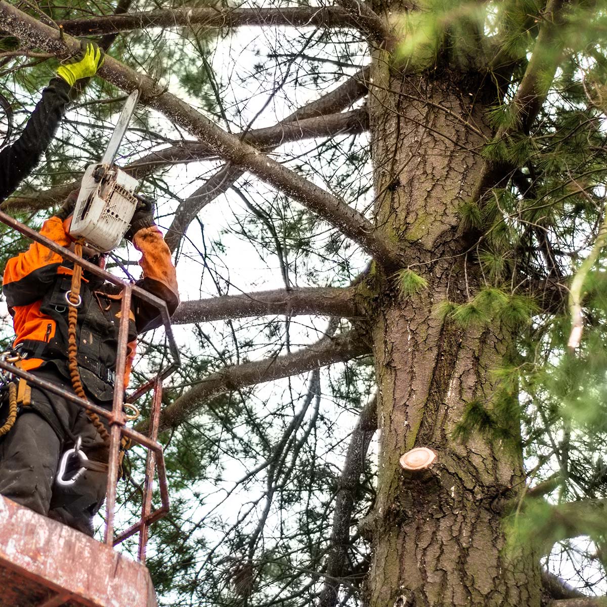 arborist