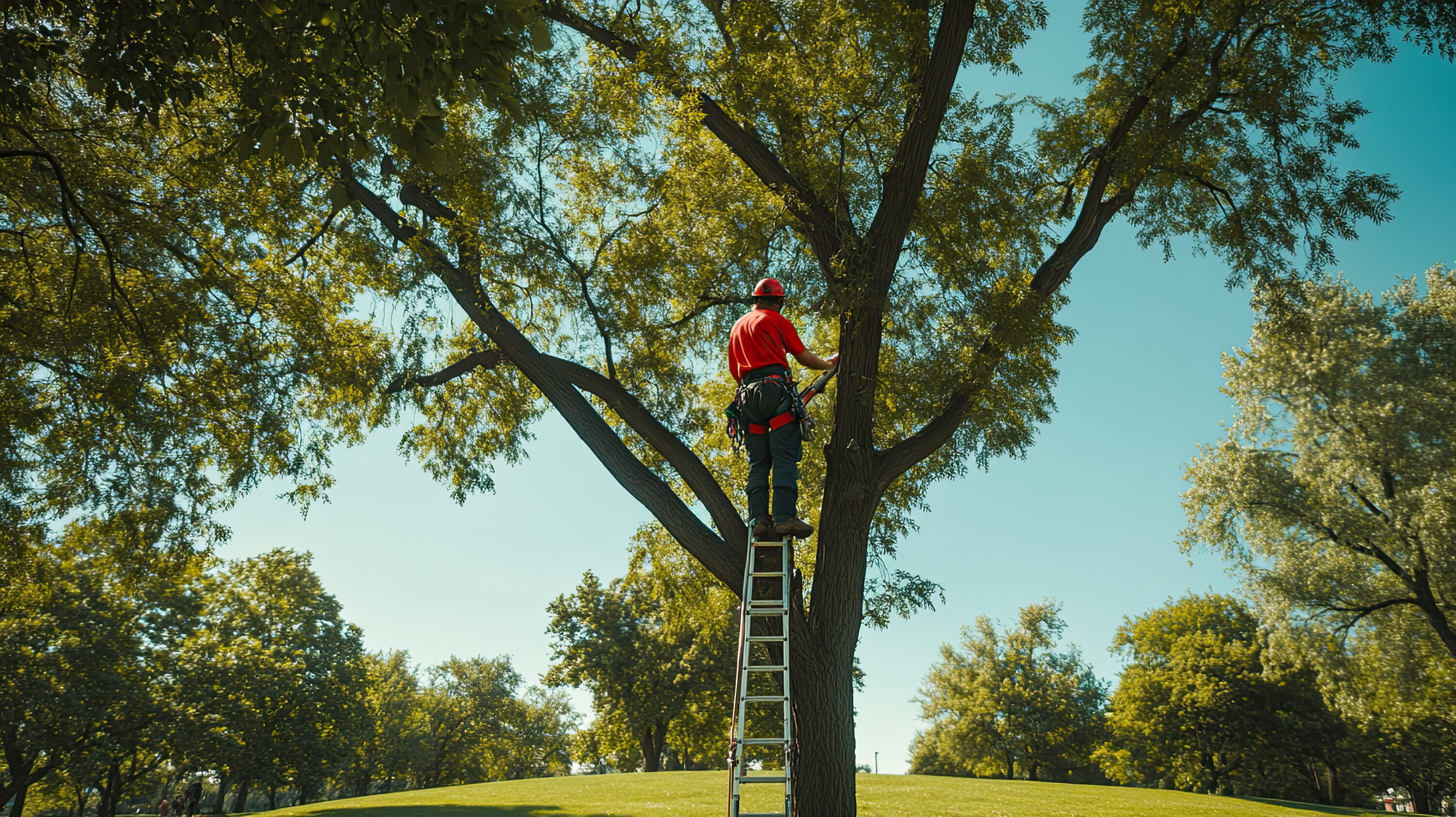 Arborist Lidingö