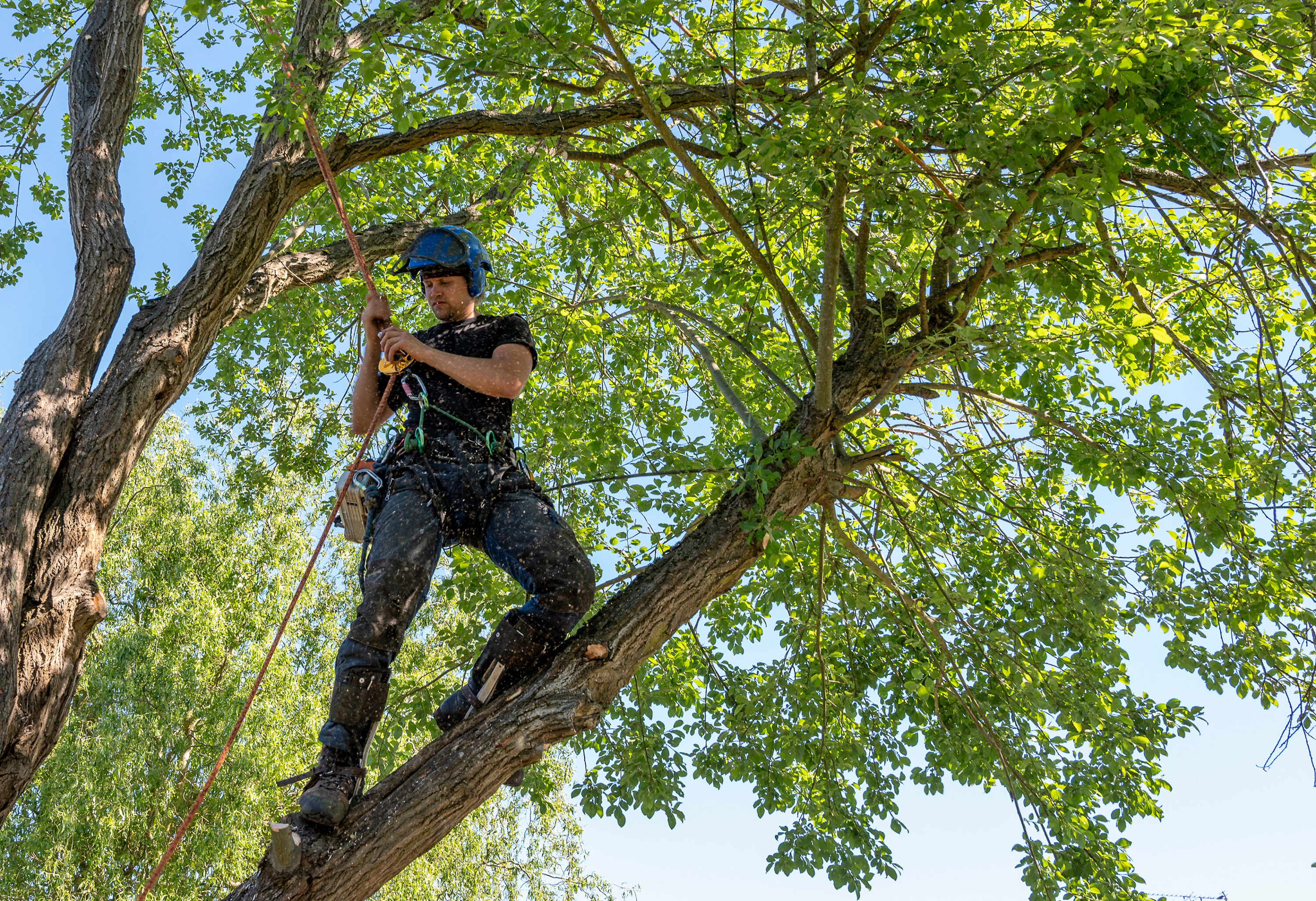 Arborist Värmdö